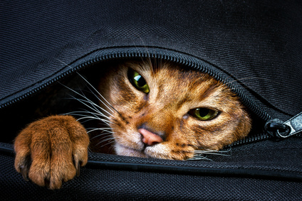 Abyssinian cat in the bag